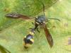 Eumenes coronatus